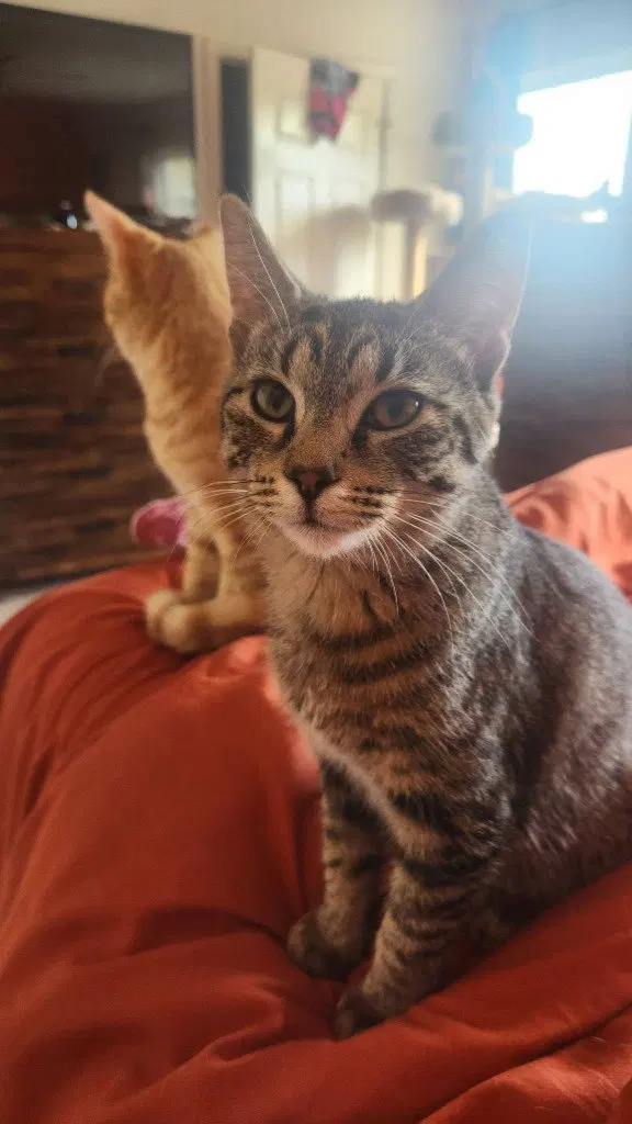 Buttons, a young female cat up for adoption