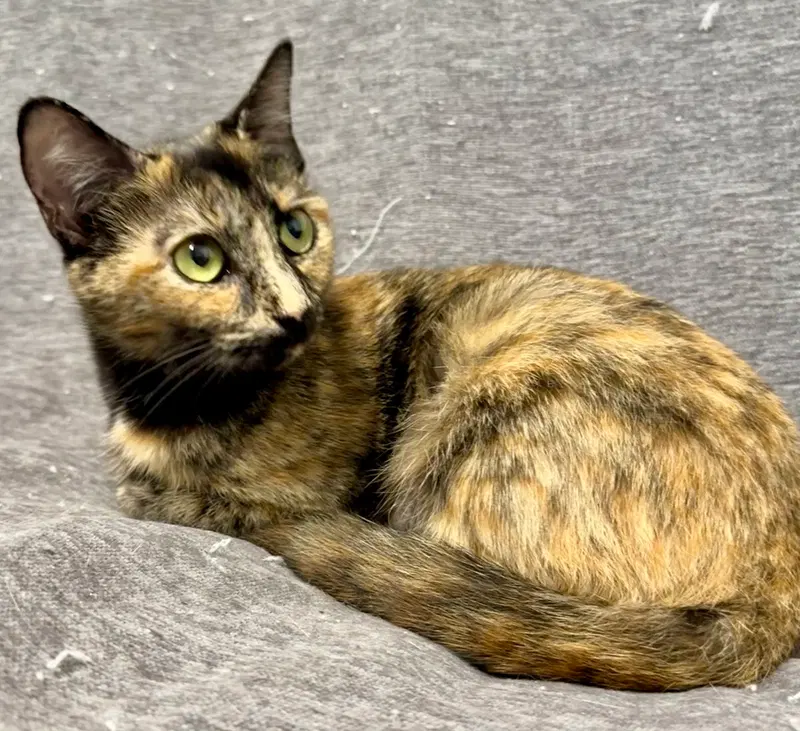 Calypso, photo 2