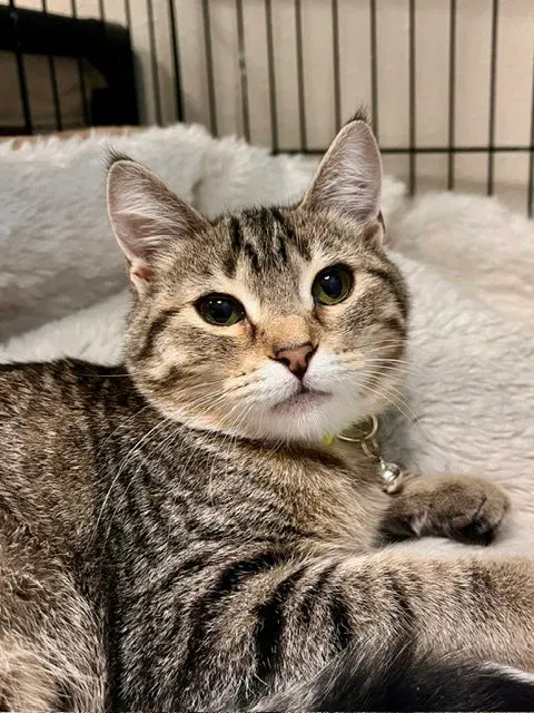 Briar, a female kitten up for adoption