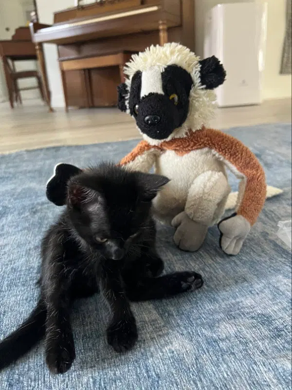Fuzz, a female kitten up for adoption