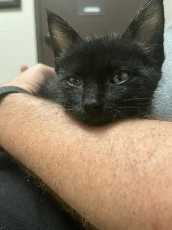 Fuzz, photo 2