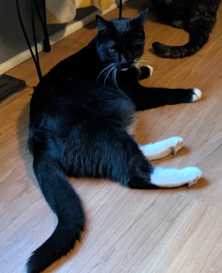 Eartha Kitty, a young female cat up for adoption