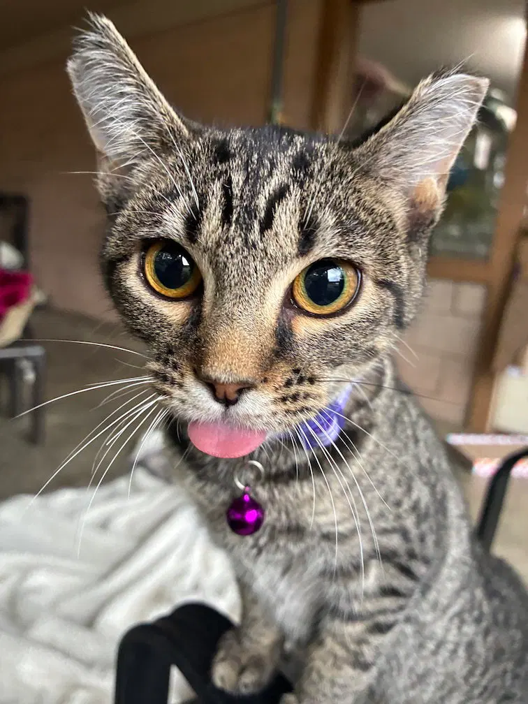 Feleena, a female kitten up for adoption