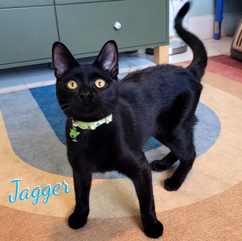 Jagger, a male Bombay kitten up for adoption