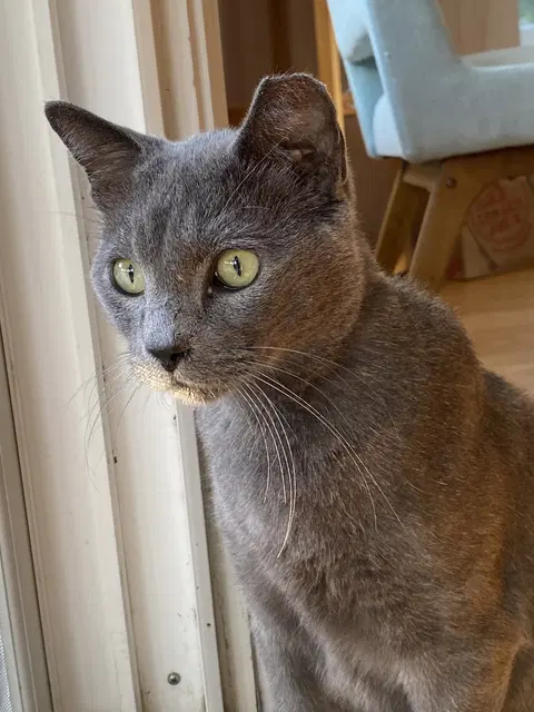 Watch the video of Romeo