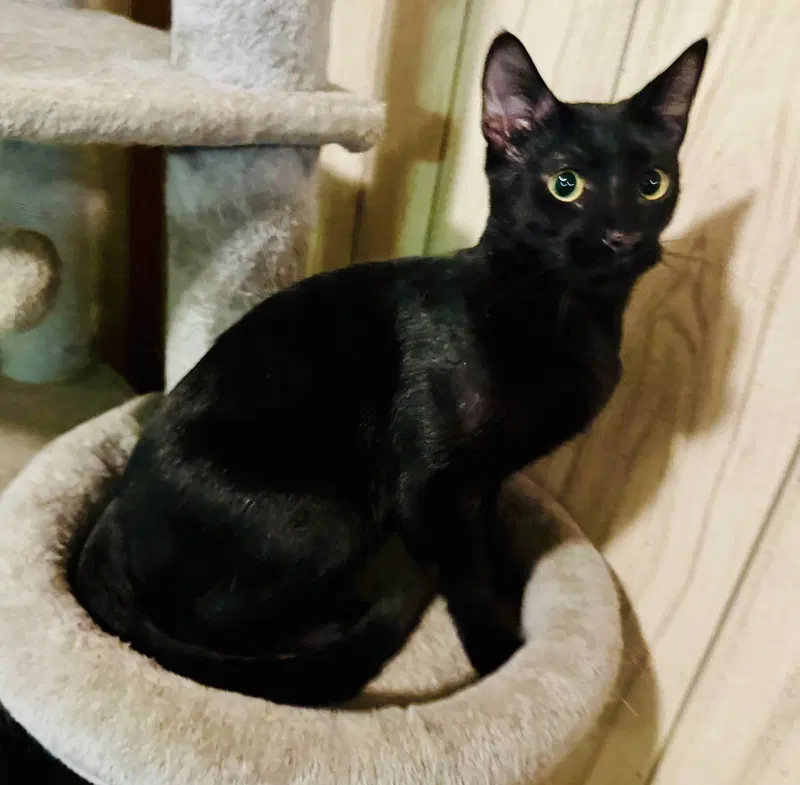 Dow, a young male cat up for adoption