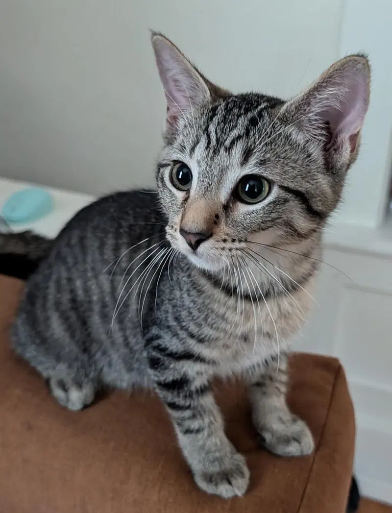 Biff, a male Tabby kitten up for adoption