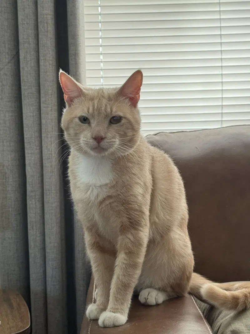 James, an adult male cat up for adoption