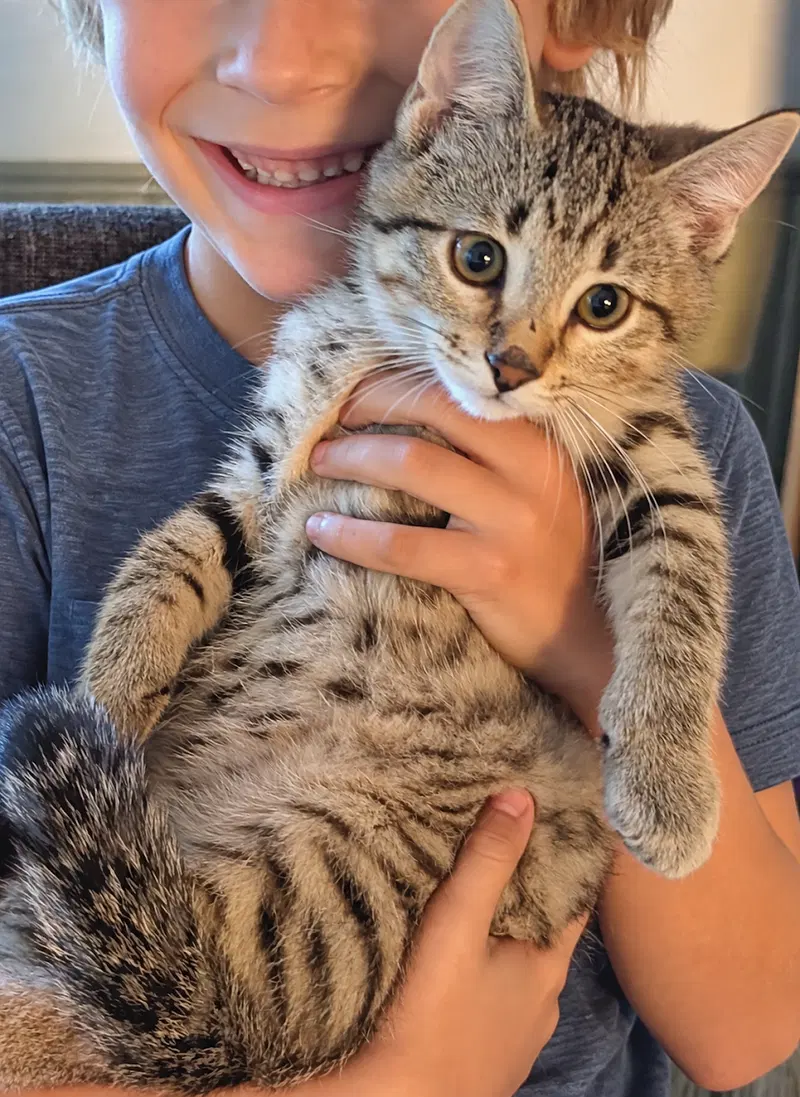 Cali-ente, a female Tabby kitten up for adoption