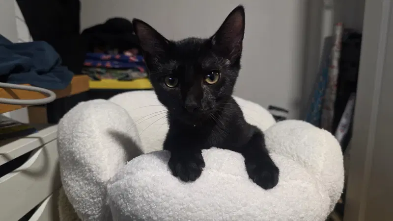 Oberon, a male cat up for adoption