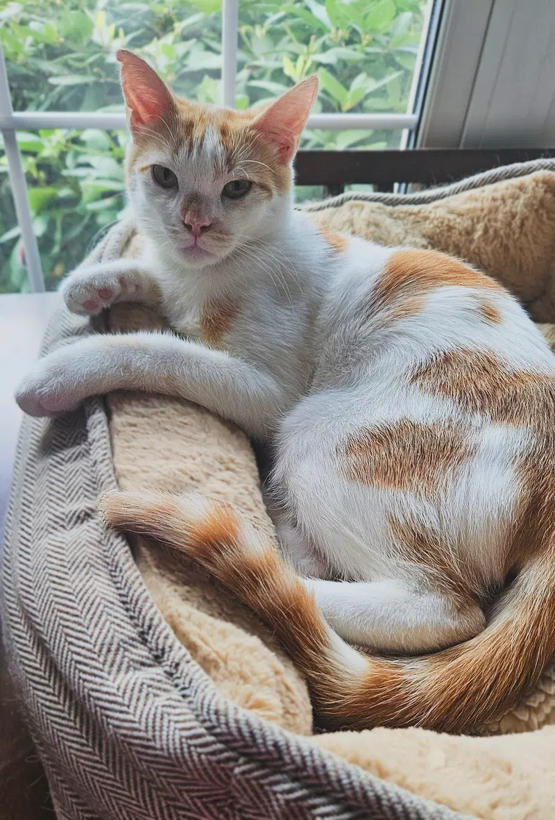 Milo K, a young male cat up for adoption