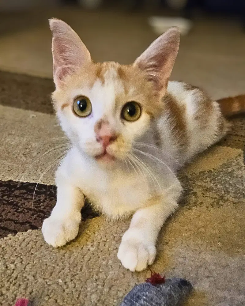 Milo K, photo 4