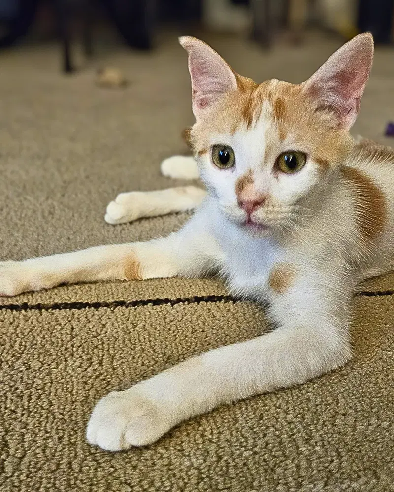 Milo K, photo 6