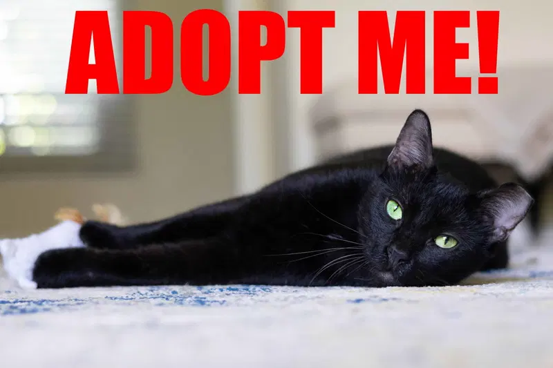 Onyx, an adult male cat up for adoption