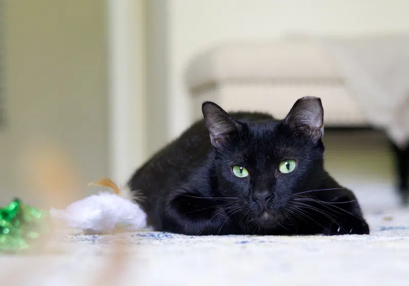 Onyx, photo 2