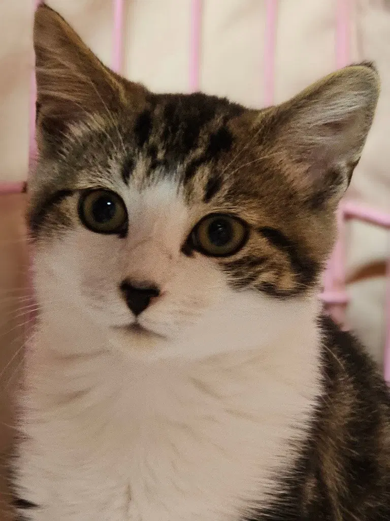 Lennon, a female kitten up for adoption