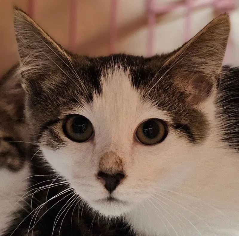 Logan, a male kitten up for adoption