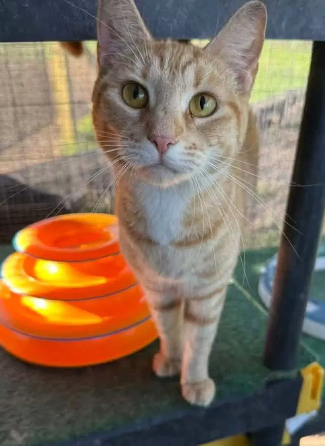 Beautiful Walker, a young female cat up for adoption