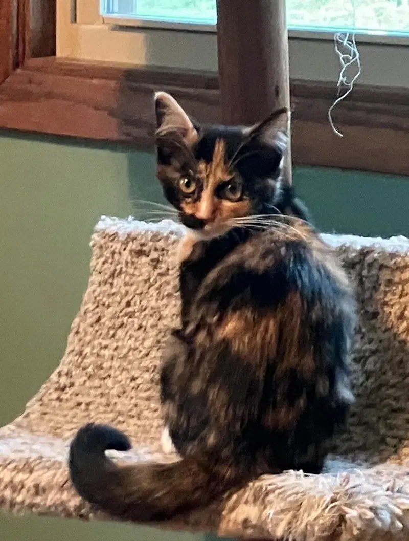 Bocce, a female kitten up for adoption