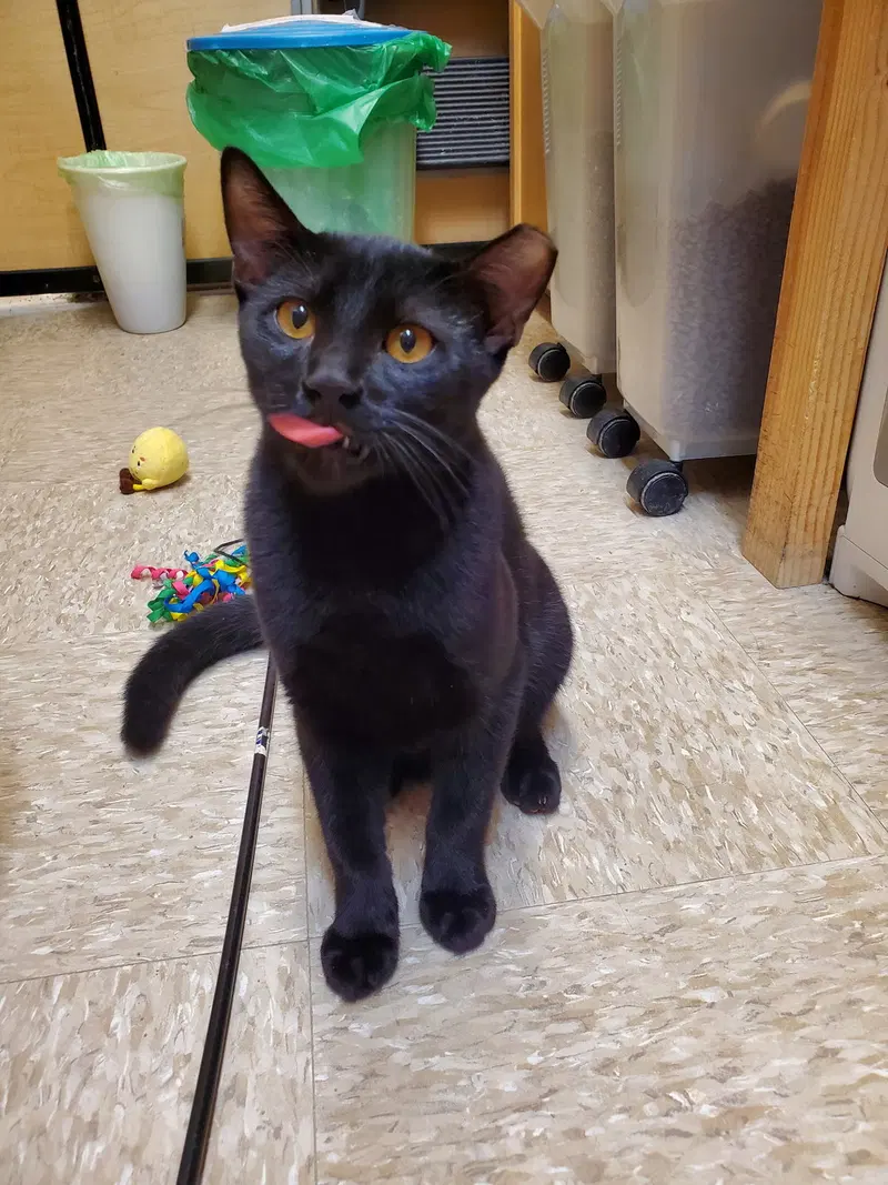Jojo, a young male cat up for adoption