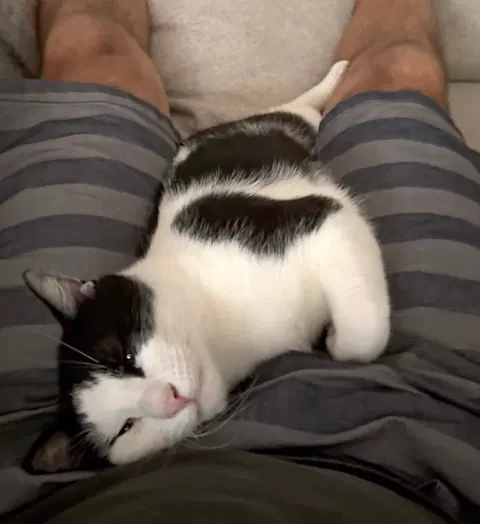Watch the video of Domino