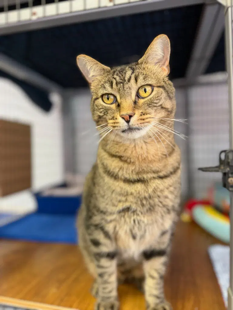 Thumbelina, an adult female cat up for adoption