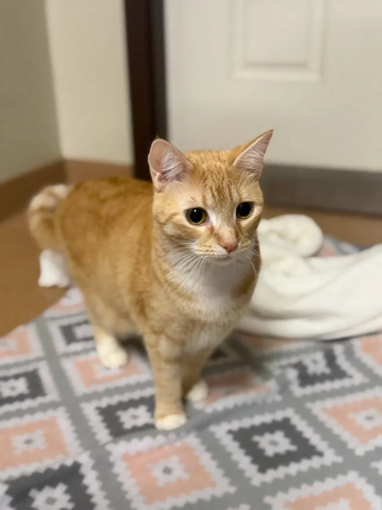 Rusty, a young female cat up for adoption