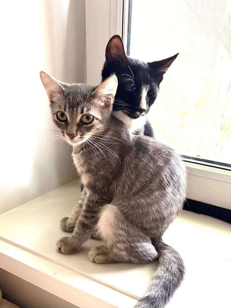 Cesar and Pepper, male kittens up for adoption