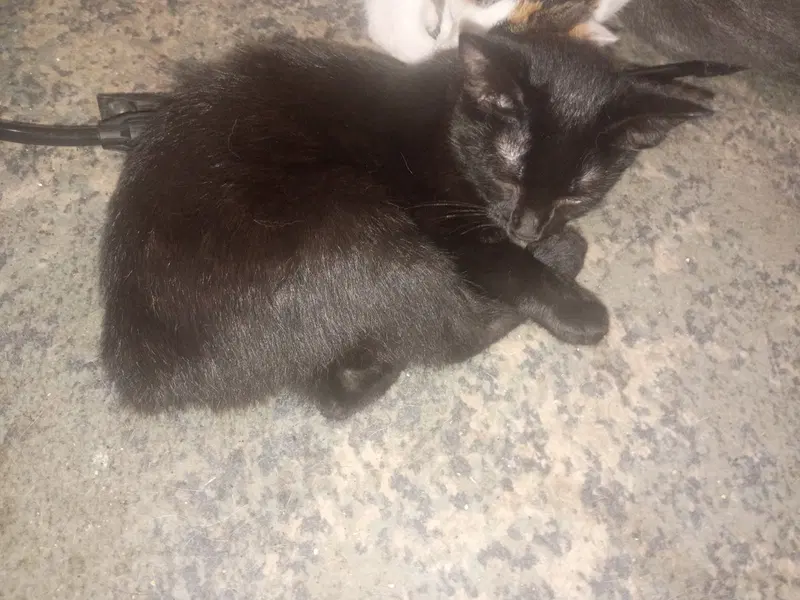 Nubby, a young female Manx cat up for adoption