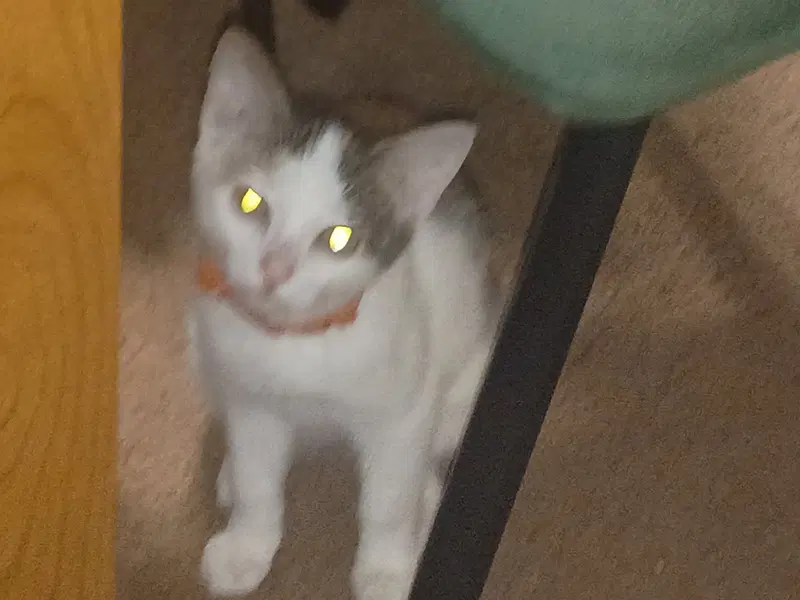 Bunbun, a young female Manx cat up for adoption