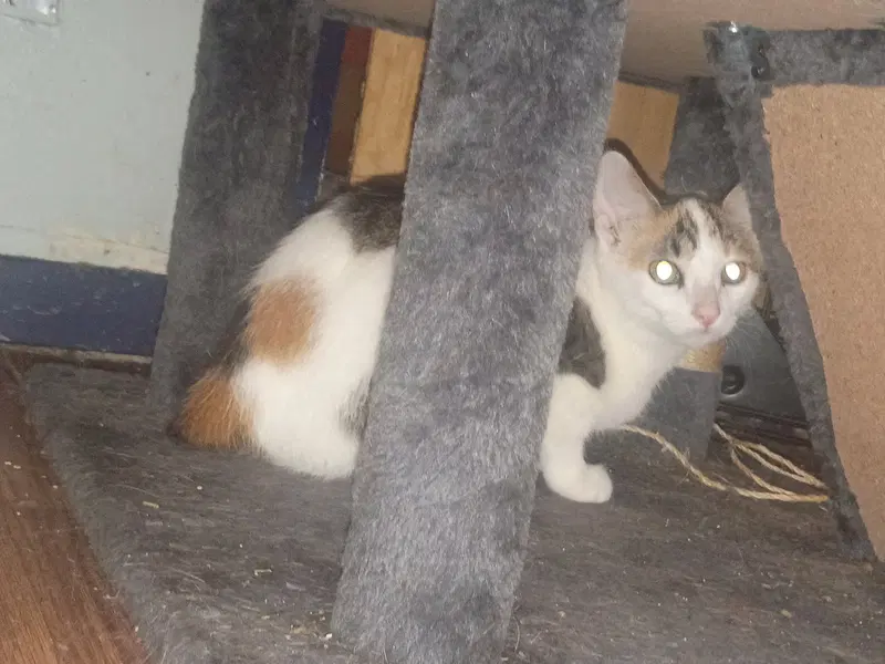Rabbit, a young female Manx cat up for adoption