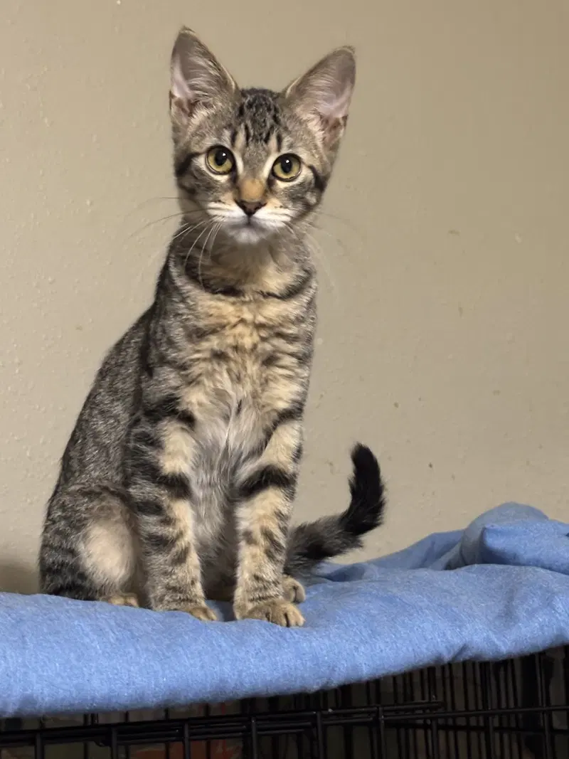 Gretel, a female Tabby kitten up for adoption