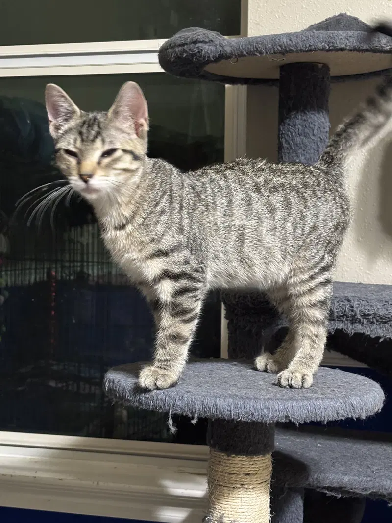 Hansel, a male Tabby kitten up for adoption