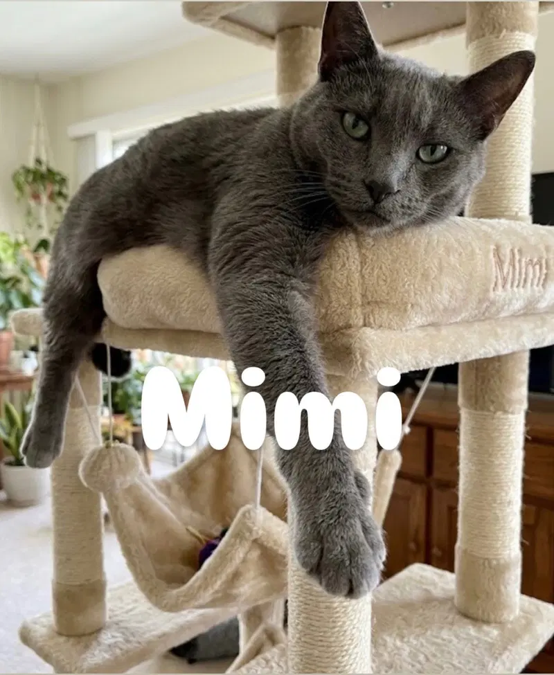 Mimi, an adult female cat up for adoption