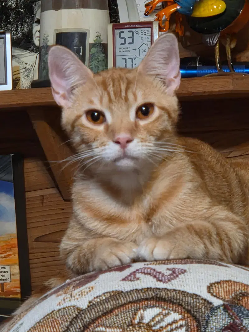 Copper, photo 3
