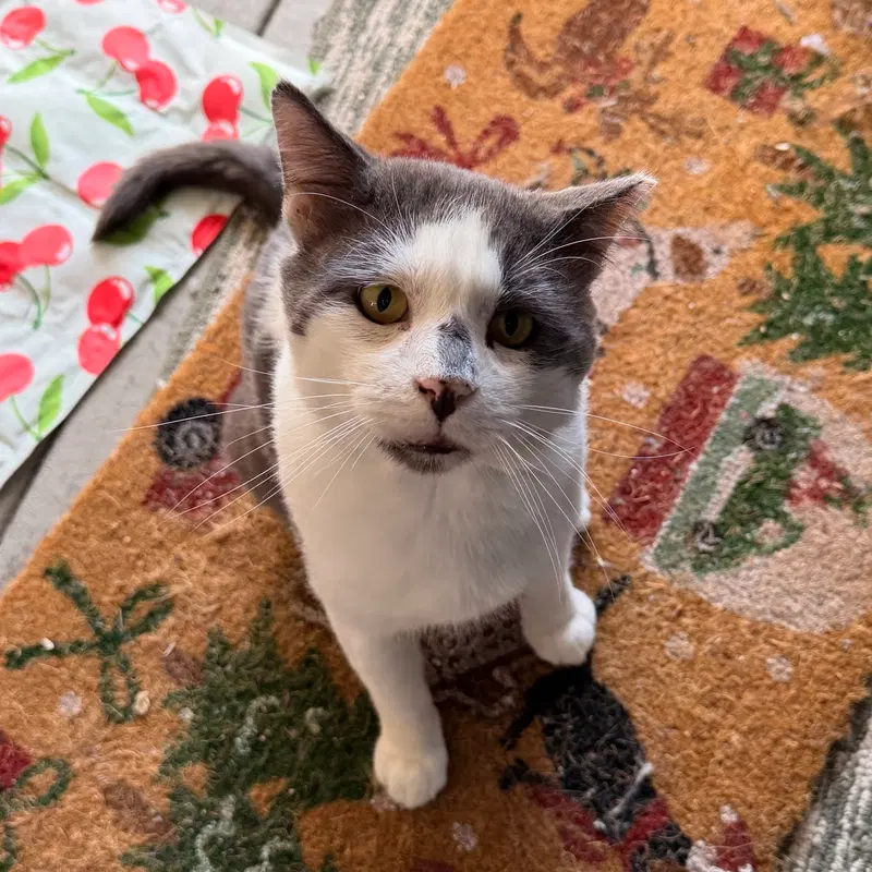 Grandpa, an adult male cat up for adoption