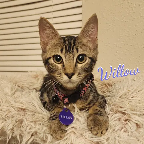 Watch the video of Willow