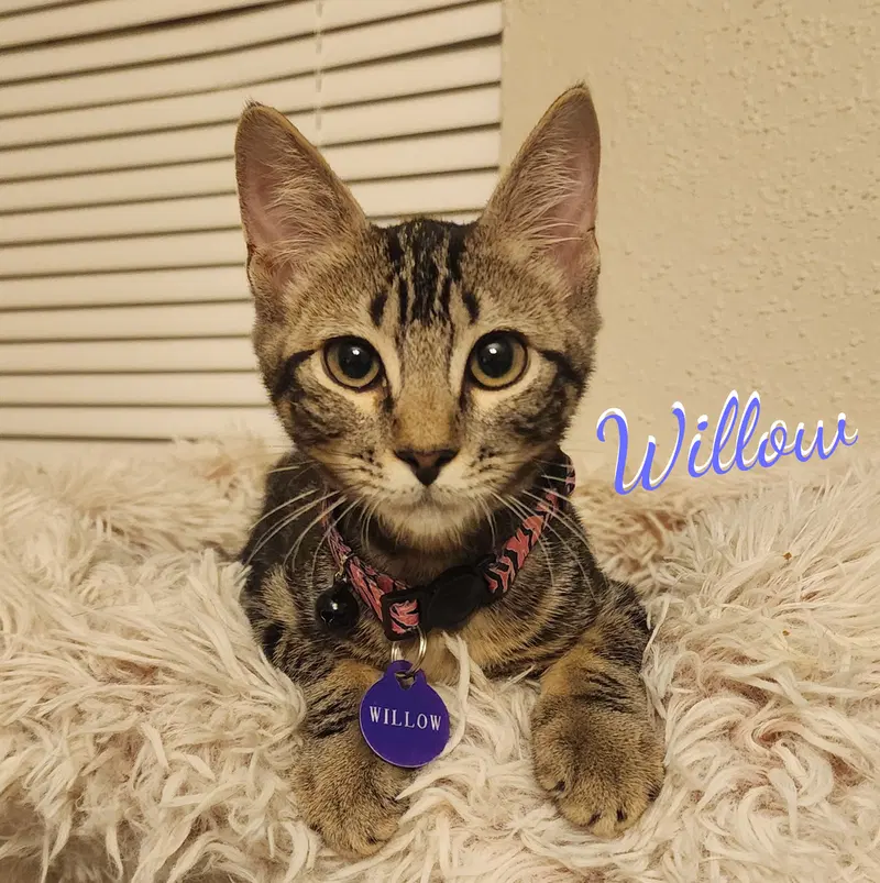 Willow, a female Bengal kitten up for adoption