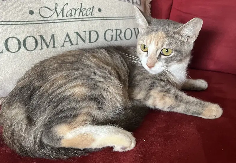 Trinity, a female kitten up for adoption
