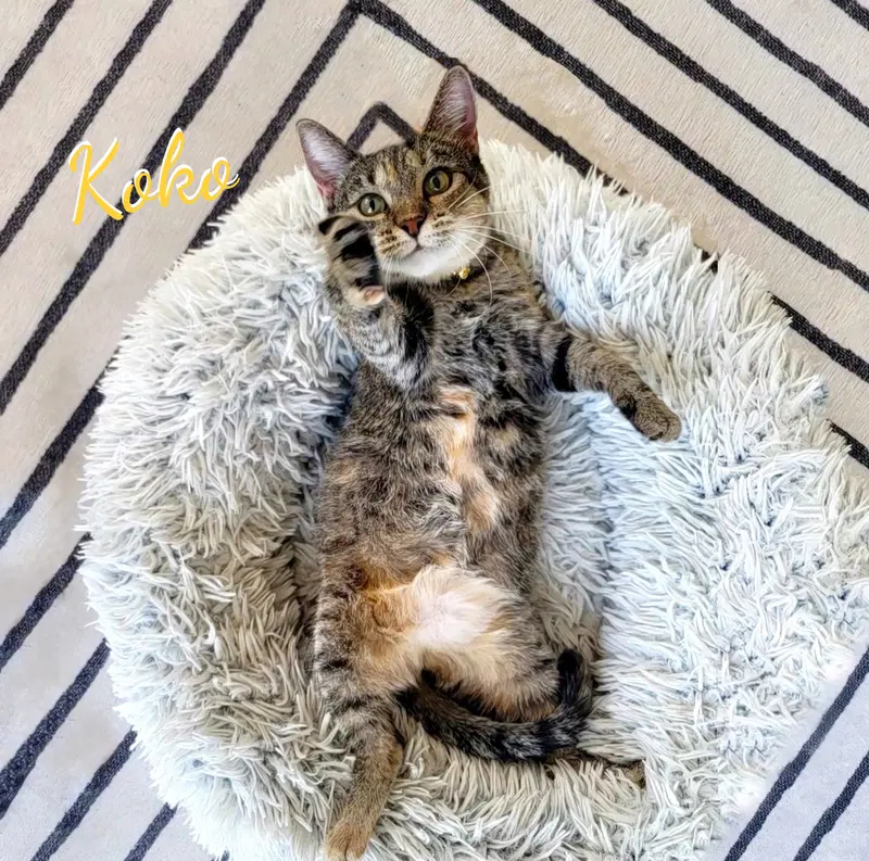 Koko, a young female Torbie cat up for adoption