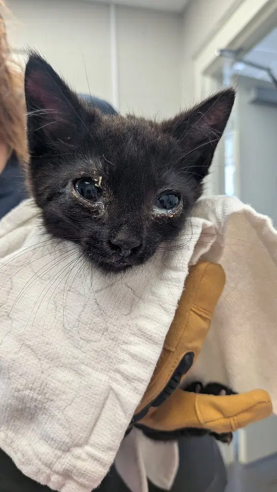 Chirrut, a male kitten up for adoption