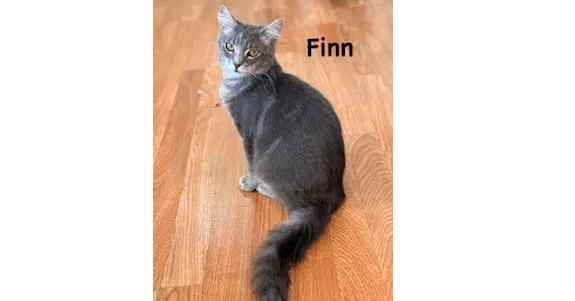 Finn, a male kitten up for adoption