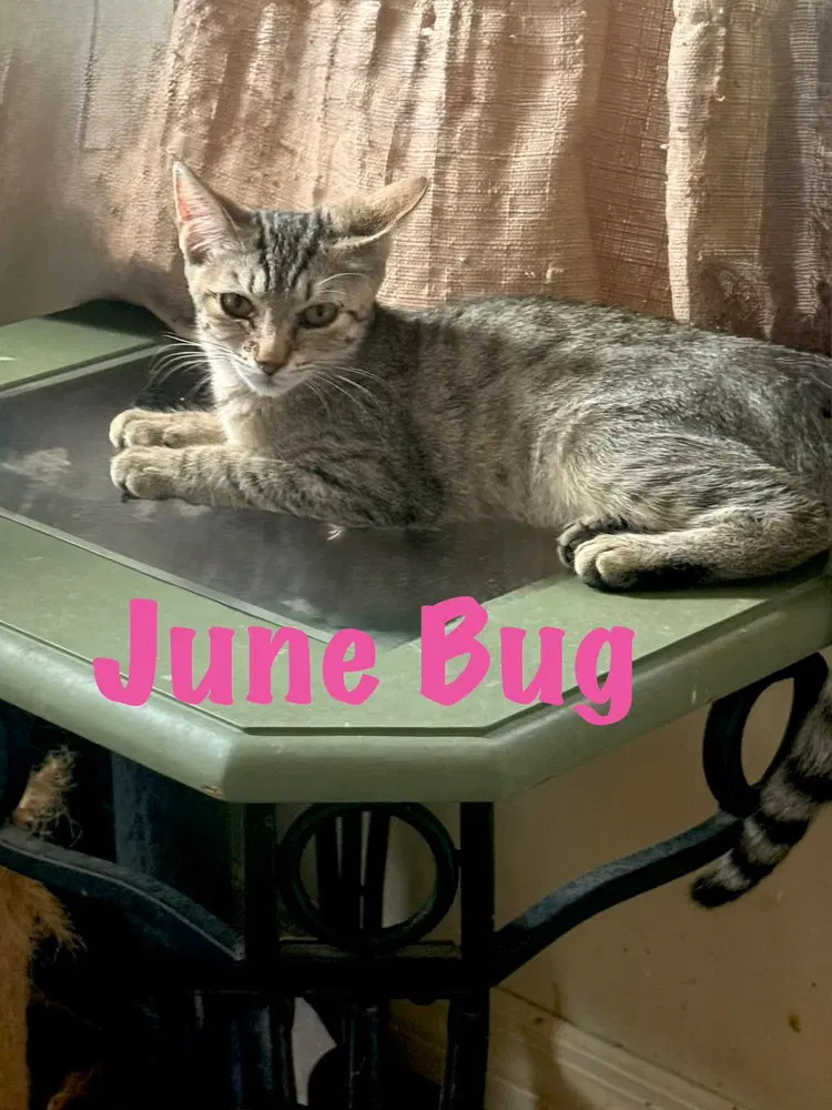 June Bug, a female kitten up for adoption
