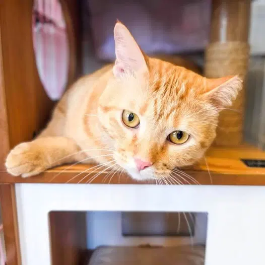 Marmalade, photo 2