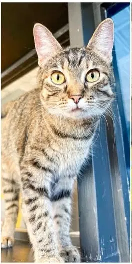 Dani, a young female cat up for adoption