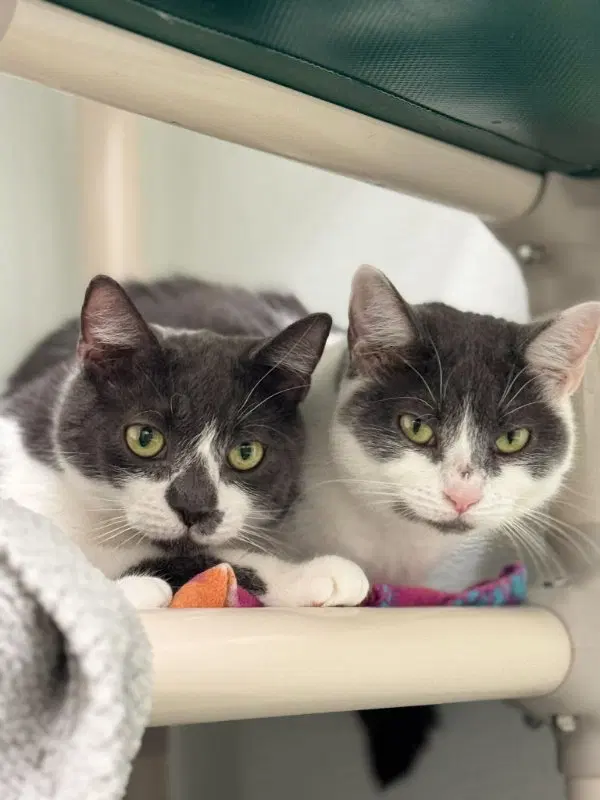 Little Oscar AND Nellie, young male cats up for adoption