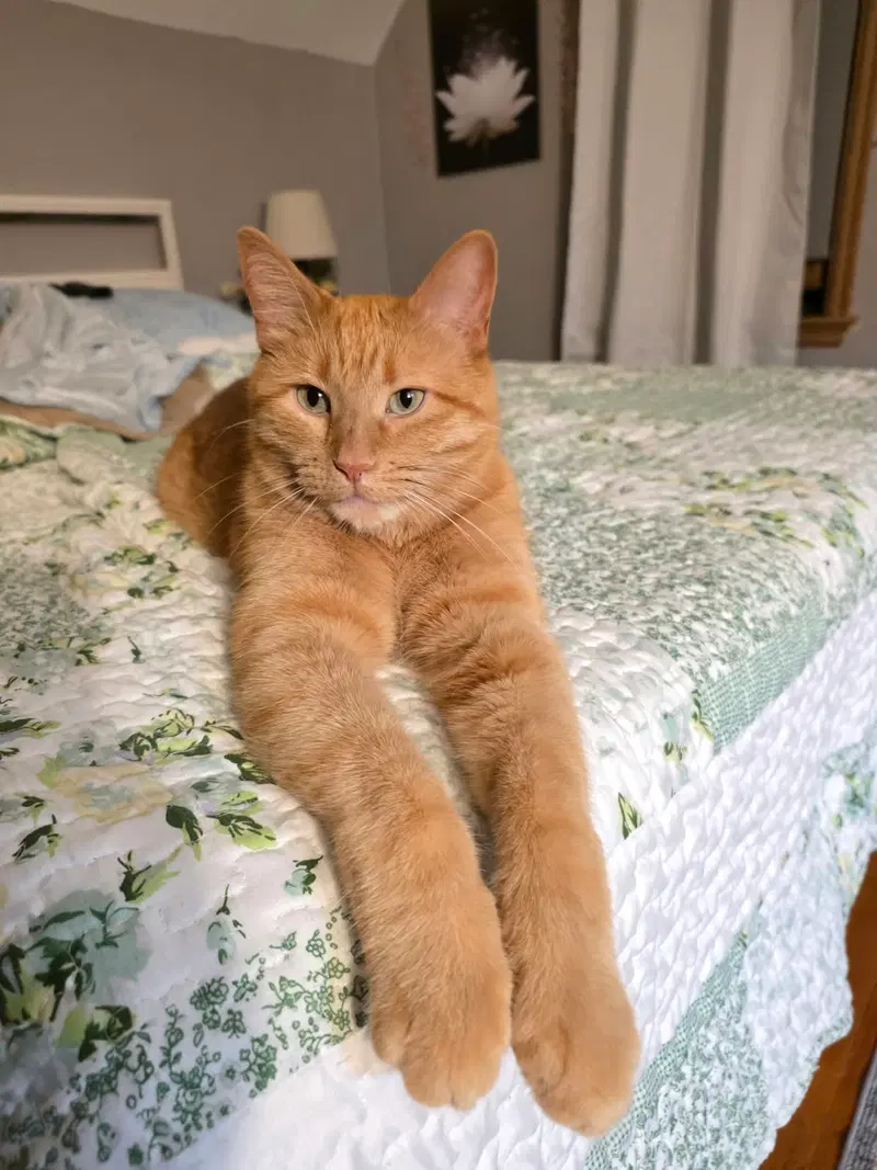 Bert, an adult male Tabby cat up for adoption