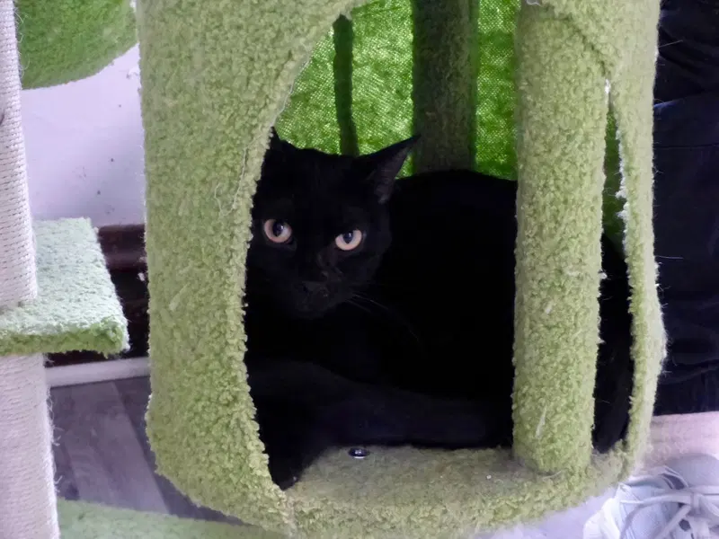 Beetle, an adult female Tabby cat up for adoption