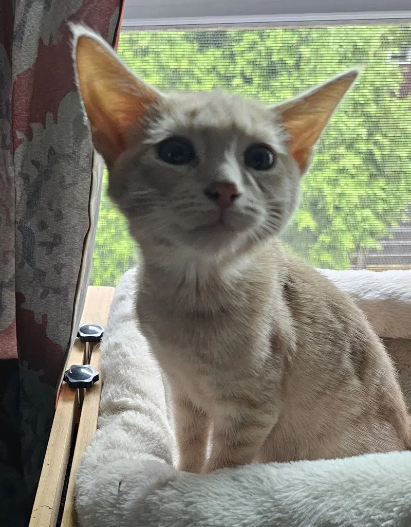 Mario, a male kitten up for adoption