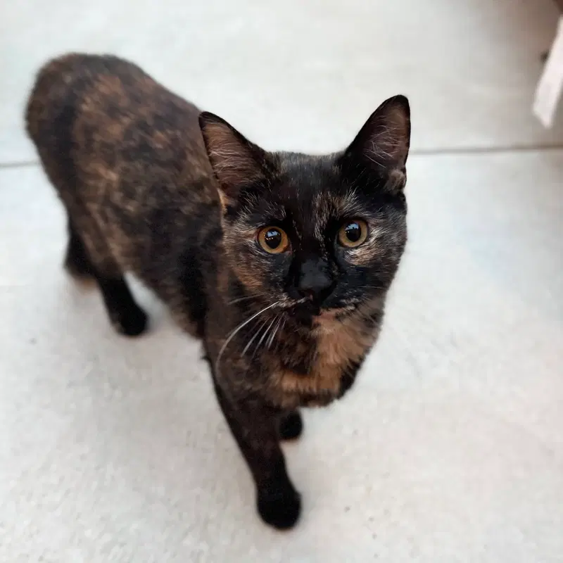 Inga, a young female cat up for adoption
